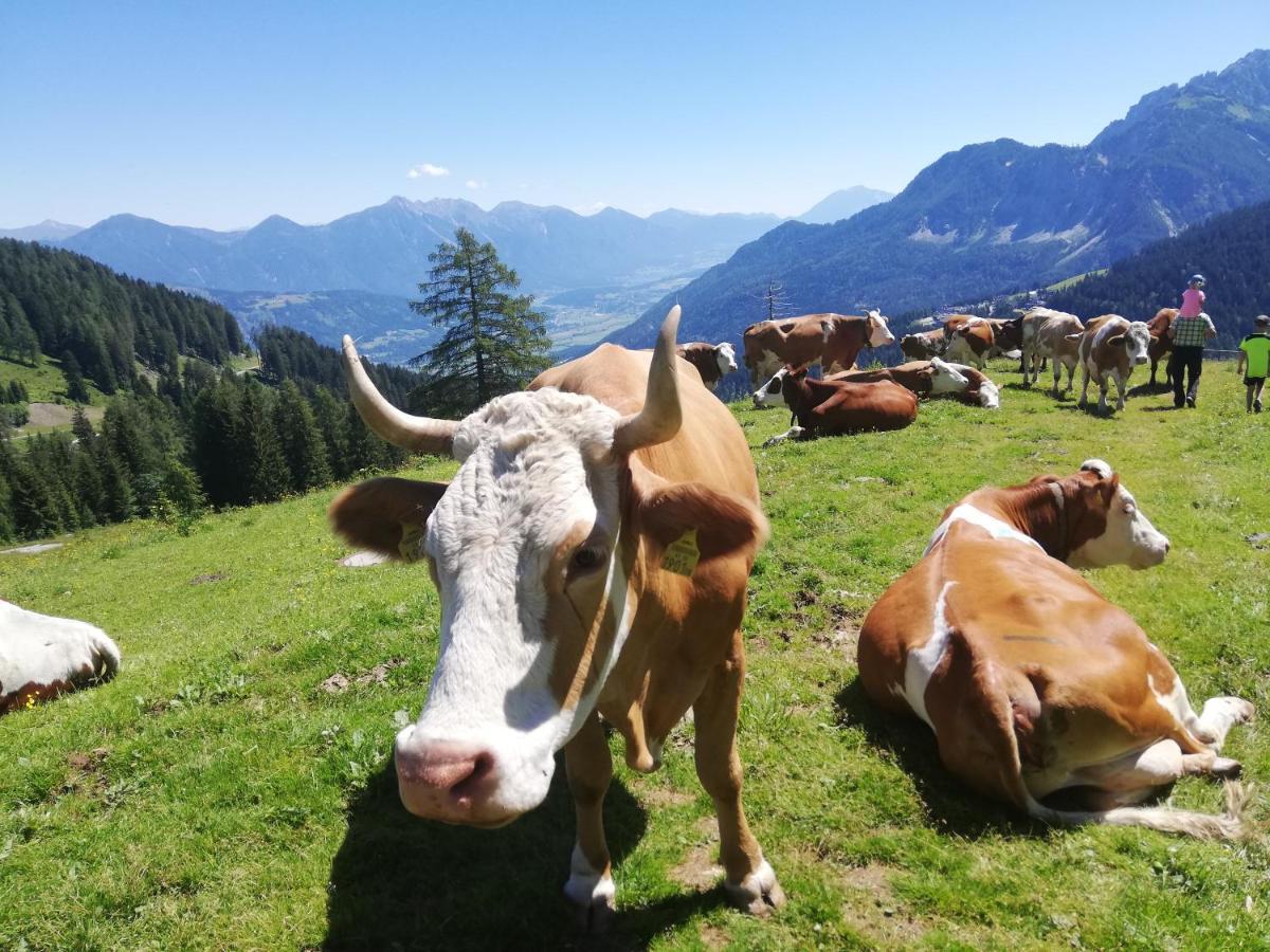 Historischer Bauernhof Schabus Farm stay *